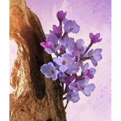 Omnia Amethyste><noscript><img width=
