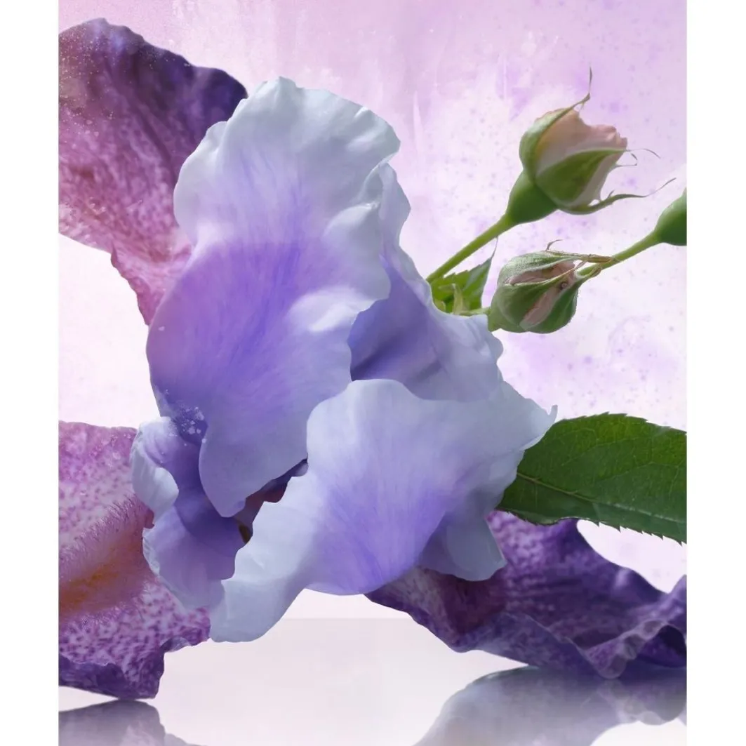 Omnia Amethyste>Bulgari Cheap
