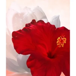Omnia Coral><noscript><img width=