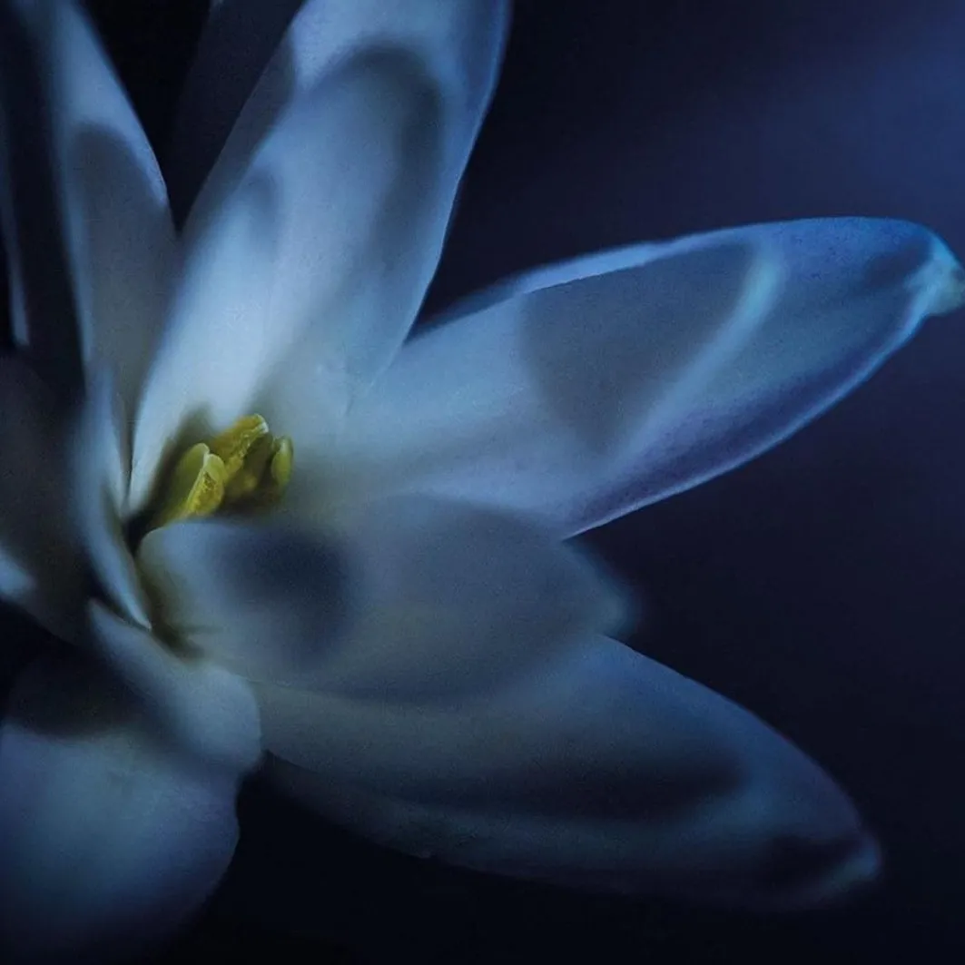 Splendida Splendida Tubereuse Mistique>Bulgari Outlet