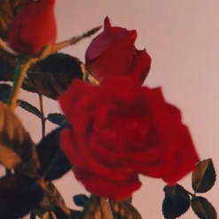 Sunset Intense><noscript><img width=