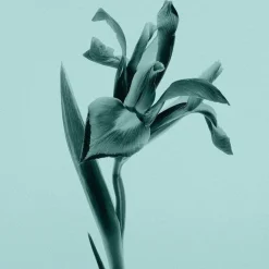 Tiffany Eau De Parfum><noscript><img width=